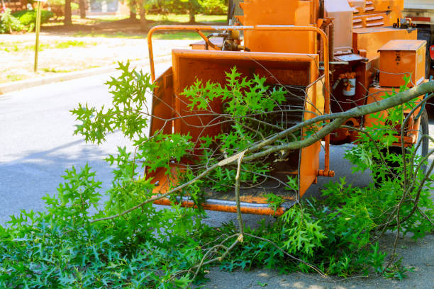 Best Landscape Design and Installation  in Lindenwold, NJ