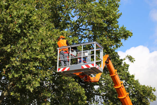 Best Tree Mulching  in Lindenwold, NJ