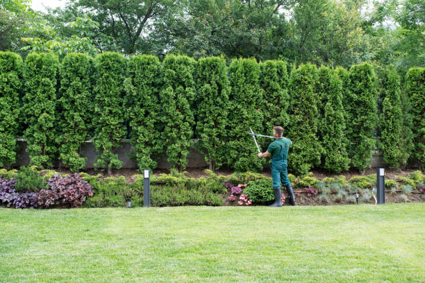Best Palm Tree Trimming  in Lindenwold, NJ
