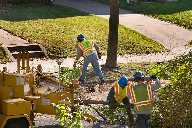 Lindenwold, NJ Tree Services Company