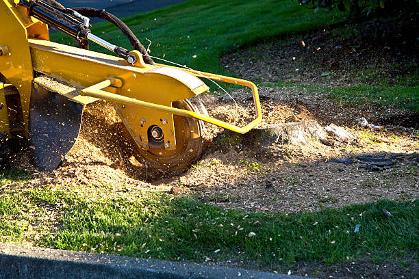Landscape Design and Installation in Lindenwold, NJ