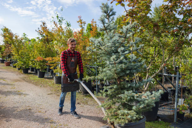 Best Tree and Shrub Care  in Lindenwold, NJ
