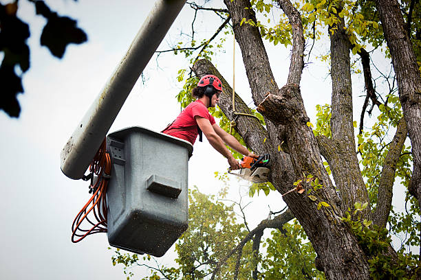 Best Tree Disease Treatment  in Lindenwold, NJ
