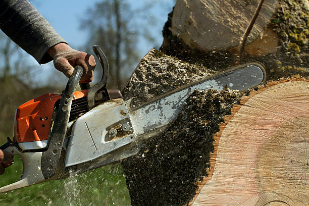 Best Fruit Tree Pruning  in Lindenwold, NJ