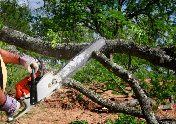 Trusted Lindenwold, NJ Tree Services Experts