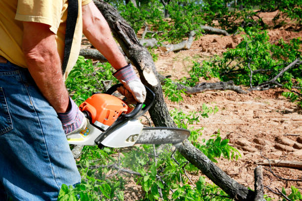 Best Lawn Mowing  in Lindenwold, NJ
